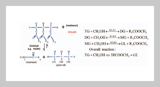 Optimization of Biodiesel Production Using Multi-Objective Genetic Algorithm