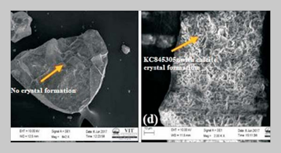 An Experimental Study on Performance of Bacillus pumilus KC845305 and Bacillus flexus KC845306 in Bacterial Concrete