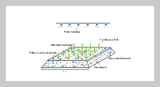 Study on combined restoration of saline-alkali land by T. ambiguum Bieb. microbial inoculums through cultivation in terraced landscape