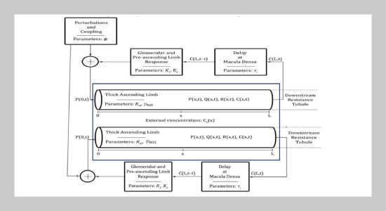 Emergent Pressure Dynamics In Coupled Nephron Compliance Tubular Model Using Cellular Automata Rules