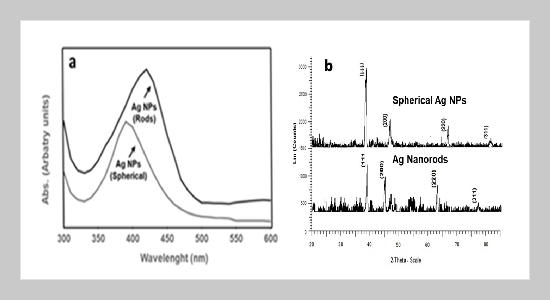 Characterization and Antimicrobial Activity of Silverrods Nano: Synthesized in Green Ocimum sanctum Leaf Extract