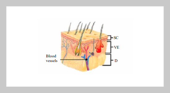 A Novel Polymer Microneedle Arrays and PDMS Micromolding Technique