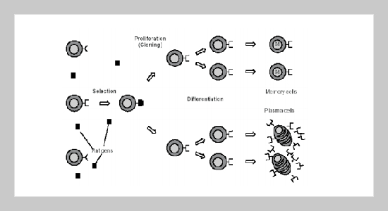 An Immunity Based Hybrid Evolutionary Algorithm for Engineering Optimization